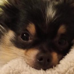 Pomeranians from Cynthia Marquez