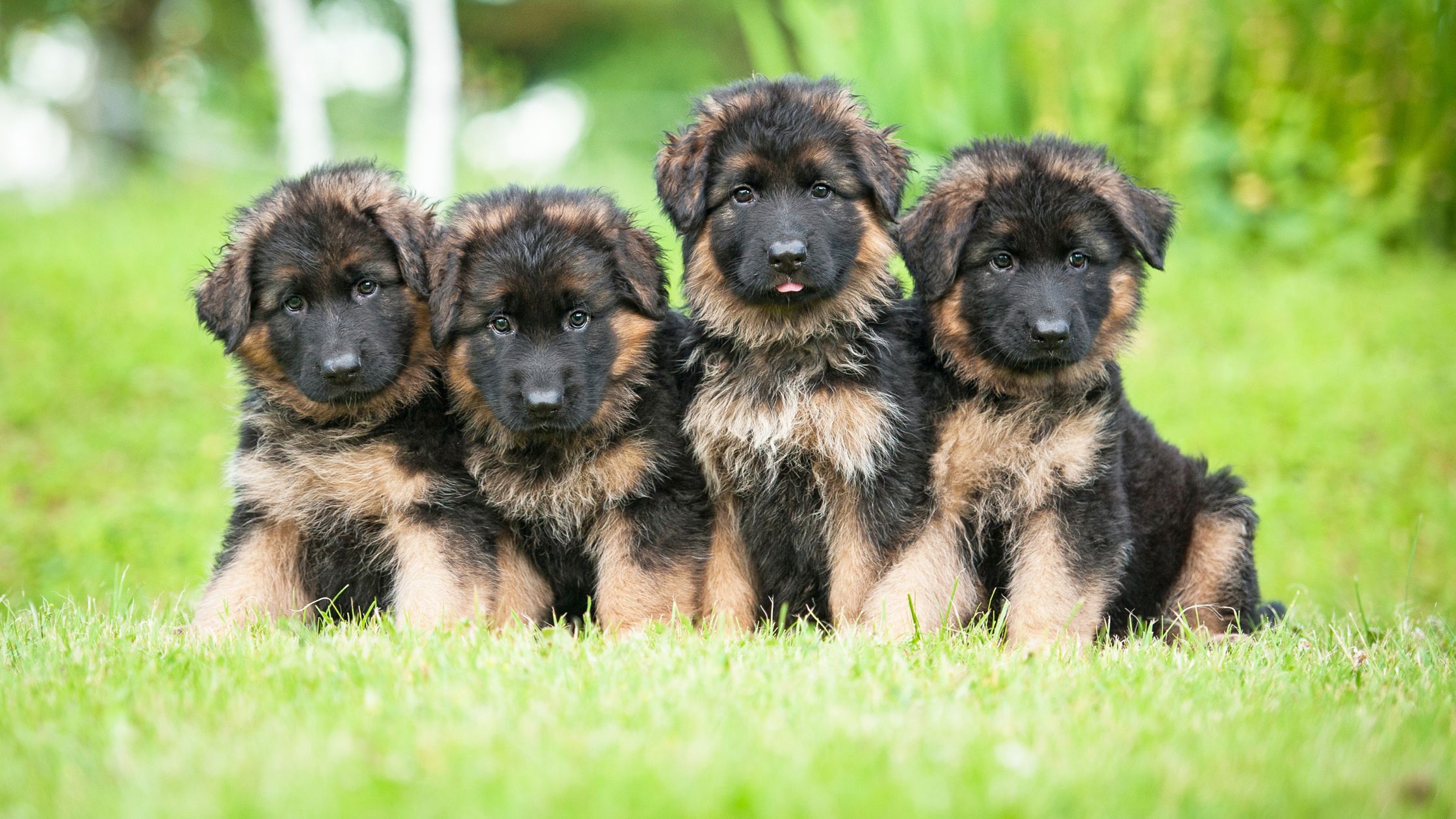 plush coat german shepherd puppies for sale