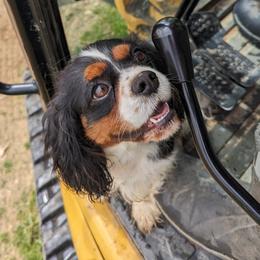 Rose - Cavalier King Charles Spaniel