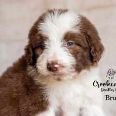 Bruiser - Red male Bordoodle puppy in Woodruff, South Carolina from Crooked Creek Doodles and Poodles
