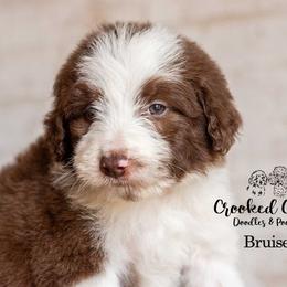 Bruiser - Red male Bordoodle puppy in Woodruff, South Carolina from Crooked Creek Doodles and Poodles