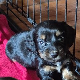 Daisey - Black and tan female Dachshund puppy in Wakeman, Ohio from Angie's Adorable Dachshunds