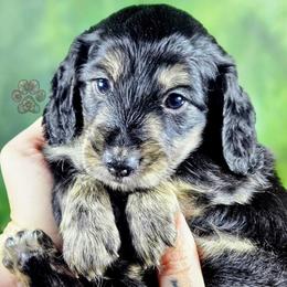 Zen - Black and cream female Dachshund puppy in Grants Pass, Oregon from Treasure Dachshunds
