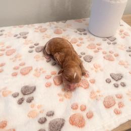 Mabel - Cream female Cavapoo puppy in Tolleson, Arizona from Pixie Dust Cavaliers