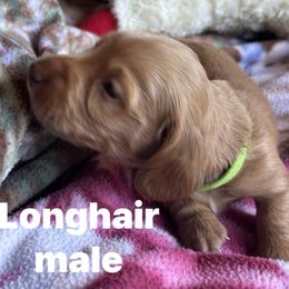Dachshund Puppies from Golden Dachshunds