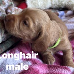 Dachshund Puppies from Golden Dachshunds