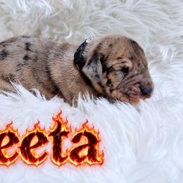 Peeta - Merle male Great Dane puppy in Montgomery, Texas from KD Sweet Southern Danes