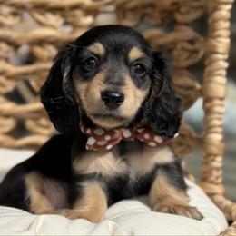 Steve - Black and cream male Dachshund puppy in Duncanville, Alabama from Bear Creek Dachshunds