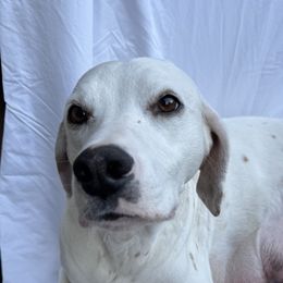 London - Dalmatian
