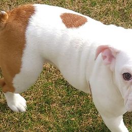 Bulldogs from AMZ Bulldogs