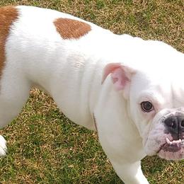 Bulldogs from AMZ Bulldogs