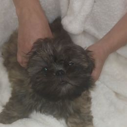 Shih Tzu Puppies from Peterson Shih Tzus