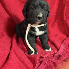 Black White Female - female Golden Mountain Dog puppy in Tacoma, Washington from Canyon Meadows Farm