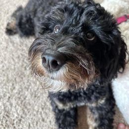 Georgia - Bernedoodle