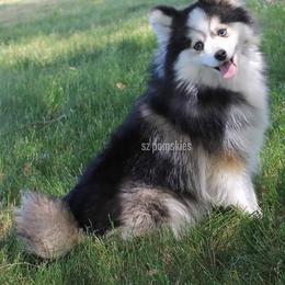 Pomsky Puppies from SZ Rolling Acres LLC