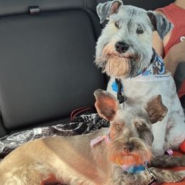 Miniature Schnauzers from Highland Schnauzers
