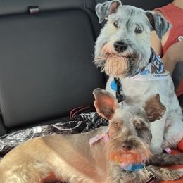Miniature Schnauzers from Highland Schnauzers
