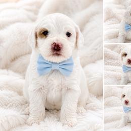 Marley - Caramel ice male Australian Labradoodle puppy in Covington, Louisiana from Bayou Doodles