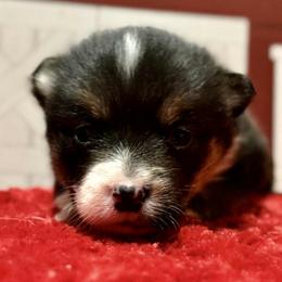 Tiny Tim - Black and tan male Pembroke Welsh Corgi puppy in Nortonville, Kansas from Low Riders Corgis & Mini Aussies