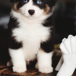 Emerald - Black tri-color male Australian Shepherd puppy in Austin, Texas from Sweetwater Australian Shepherds