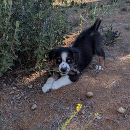 Puck - Black tri-color male Australian Shepherd puppy in Dulzura, California from Windsong Ranch Aussies