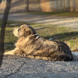 Minnie - Pyrenean Mastiff