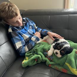 Cavalier King Charles Spaniel Puppies from Cavy Love