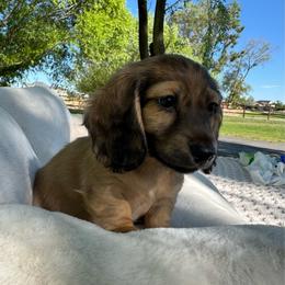 Splash - Cream male Dachshund puppy in Ontario, Oregon from Get A Long Little Doggie
