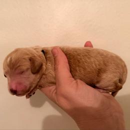 Baccus - Apricot male Goldendoodle puppy in Covington, Louisiana from MyKy Puppies