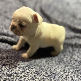 Winter - Cream female French Bulldog puppy in Minco, Oklahoma from Findley’s Furbabies