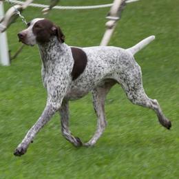 German Shorthaired Pointer All Grown Up from Windward German Shorthaired Pointers