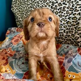 AKC Chocolate Ruby - Ruby male Cavalier King Charles Spaniel puppy in Fort White, Florida from Animal Encore’s Cavalier King Charles Spaniels