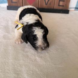 Lion - Parti male Poodle puppy in Luana, Iowa from Country View Bernedoodles and Goldendoodles