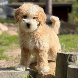 Chase - Yellow and white male Bernedoodle puppy in Monument, Colorado from Colorado Dreamin Doodles