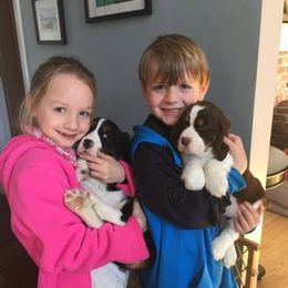 English Springer Spaniel Puppies from Maleks Tri English Springer Spaniels