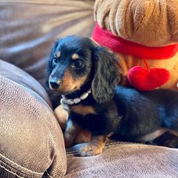 Dachshund and Miniature Schnauzer Puppies from The Bossy Doxie Farm
