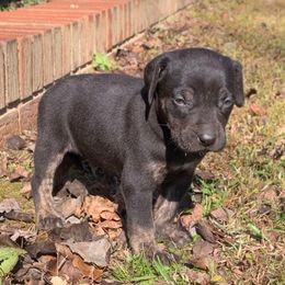 Boy 2 - Black male Catahoula Leopard Dog puppy in Gadsden, Alabama from Rich Cat’s