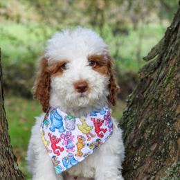 Sneezy - Parti male Goldendoodle puppy in Warsaw, Ohio from Lovabledoodles