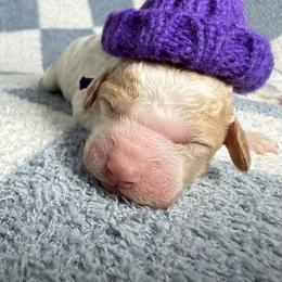 Purple Collar Girl - Parti female Goldendoodle puppy in Litchfield, Connecticut from Gracie Doodles CT