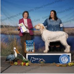 Cider - Spinone Italiano
