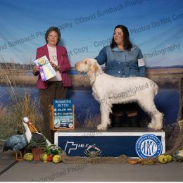 Cider - Spinone Italiano