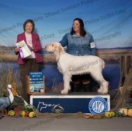 Cider - Spinone Italiano