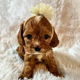 Oatmeal - Red female Cavapoo puppy in Adrian, Oregon from ApplebyFarm