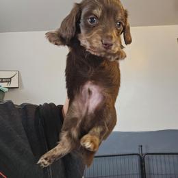 Adrian - Chocolate and cream male Dachshund puppy in El Paso, Texas from Mells Weenies