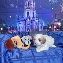 Tramp (brown collar) - Blenheim male Cavapoo puppy in Modesto, California from Molly n Friends