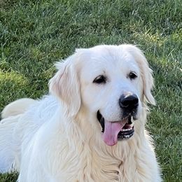German Shepherds and Golden Retrievers from 11 Oaks Kennels