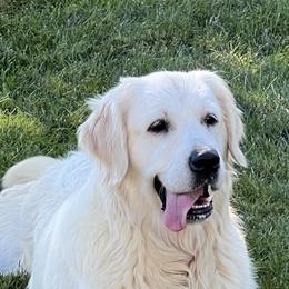 German Shepherds and Golden Retrievers from 11 Oaks Kennels