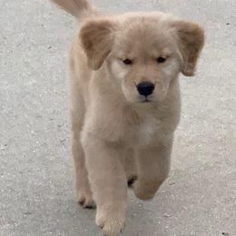 German Shepherd and Golden Retriever Puppies from Vom Bethel