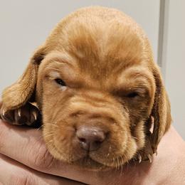 Black Collar - Golden rust male Vizsla puppy in Bruce Twp, Michigan from Stoney Creek's Vizslas
