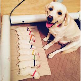 Labrador Retrievers from Island branch white labs